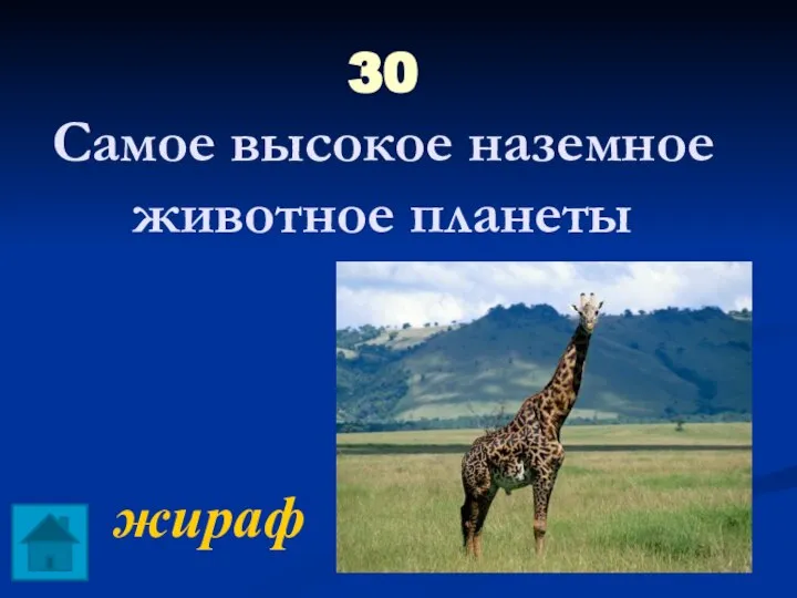 30 Самое высокое наземное животное планеты жираф