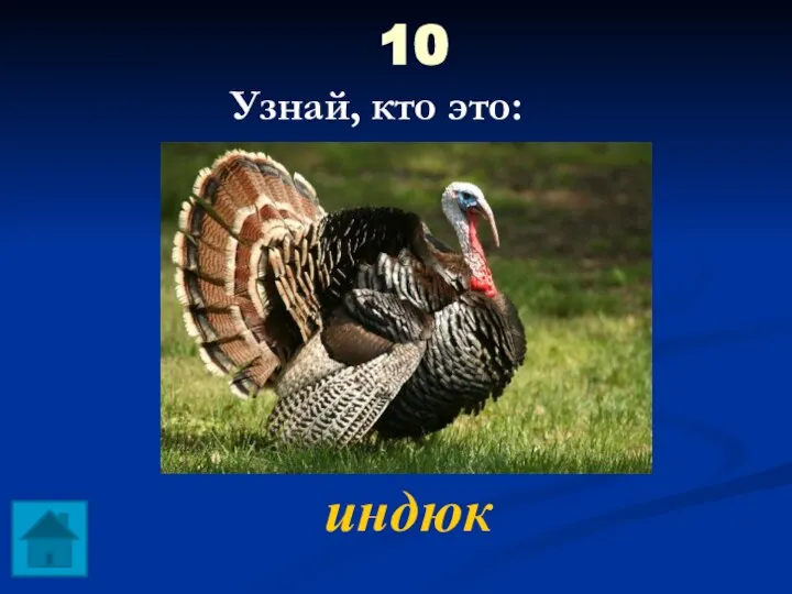 10 индюк Узнай, кто это: