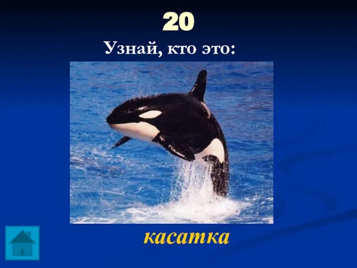 20 касатка Узнай, кто это: