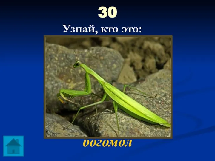 30 богомол Узнай, кто это: