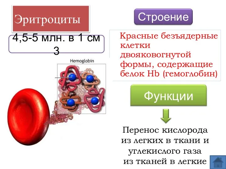 Эритроциты Красные безъядерные клетки двояковогнутой формы, содержащие белок Hb (гемоглобин) Перенос кислорода