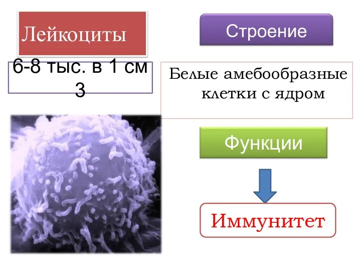 Лейкоциты Белые амебообразные клетки с ядром Иммунитет 6-8 тыс. в 1 см 3