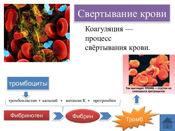 Свертывание крови тромбоциты тромбопластин кальций витамин К протромбин + + + Фибриноген