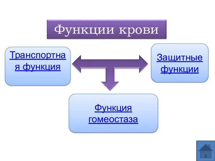 Транспортная функция Защитные функции Функция гомеостаза