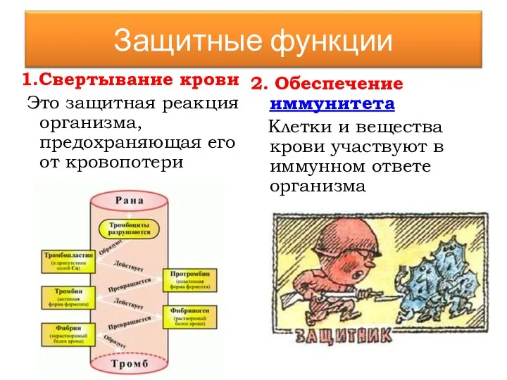 1.Свертывание крови Это защитная реакция организма, предохраняющая его от кровопотери 2. Обеспечение