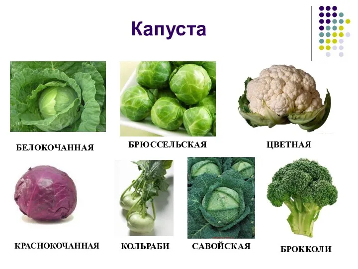 Капуста БЕЛОКОЧАННАЯ БРЮССЕЛЬСКАЯ ЦВЕТНАЯ КРАСНОКОЧАННАЯ КОЛЬРАБИ САВОЙСКАЯ БРОККОЛИ