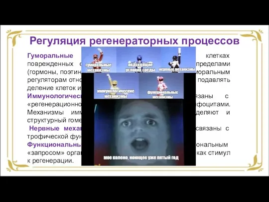 Регуляция регенераторных процессов Гуморальные механизмы реализуются как в клетках поврежденных органов и