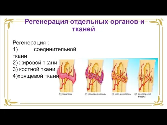 Регенерация : 1) соединительной ткани 2) жировой ткани 3) костной ткани 4)хрящевой