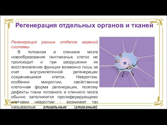 Регенерация разных отделов нервной системы В головном и спинном мозге новообразования ганглиозных