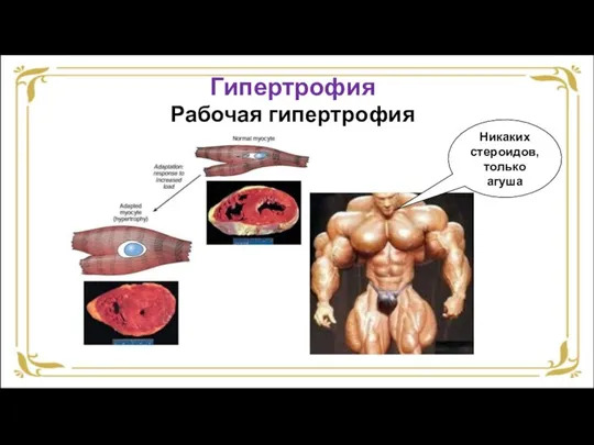 Гипертрофия Рабочая гипертрофия Никаких стероидов, только агуша