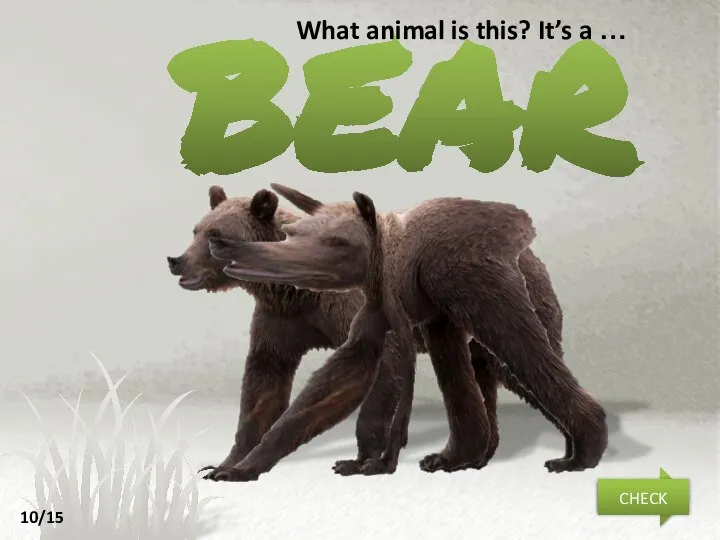 bear NEXT CHECK What animal is this? It’s a … 10/15