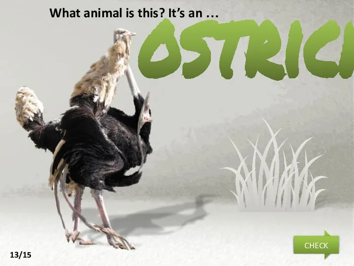 ostrich NEXT CHECK What animal is this? It’s an … 13/15