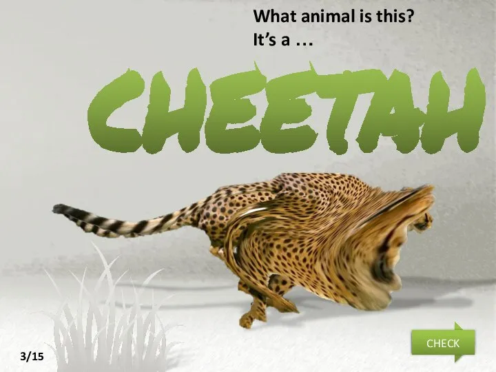 cheetah NEXT CHECK What animal is this? It’s a … 3/15