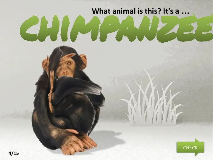 chimpanzee What animal is this? It’s a … NEXT CHECK 4/15