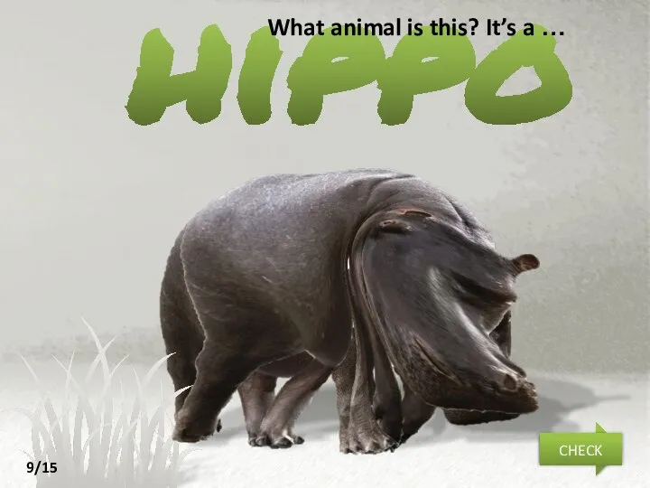 hippo NEXT CHECK What animal is this? It’s a … 9/15
