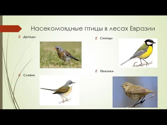 Насекомоядные птицы в лесах Евразии Дрозды Славки Синицы Пеночки