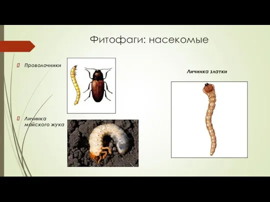Фитофаги: насекомые Проволочники Личинка майского жука Личинка златки