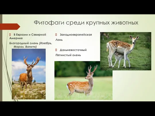 Фитофаги среди крупных животных В Евразии и Северной Америке Благородный олень (Изюбрь,