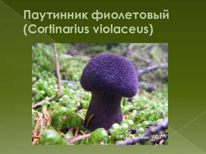 Паутинник фиолетовый (Cortinarius violaceus)