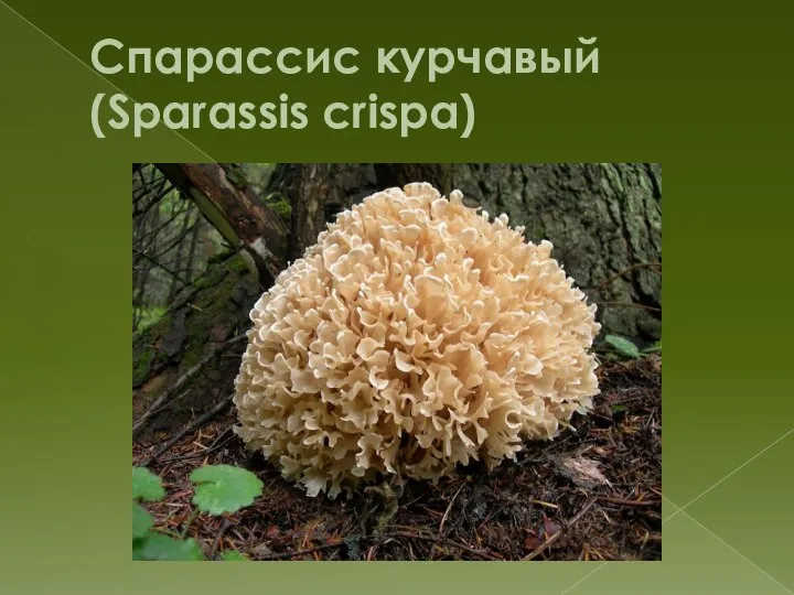 Спарассис курчавый (Sparassis crispa)