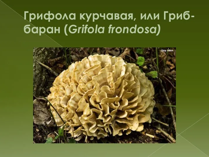Грифола курчавая, или Гриб-баран (Grifola frondosa)