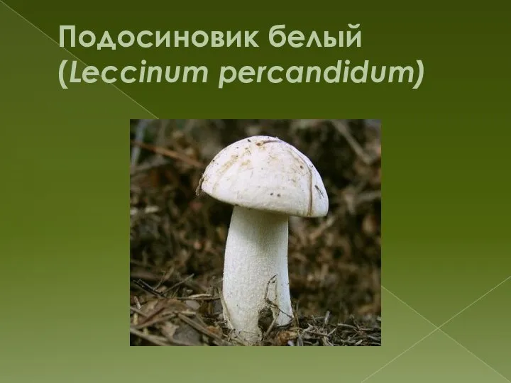 Подосиновик белый (Leccinum percandidum)