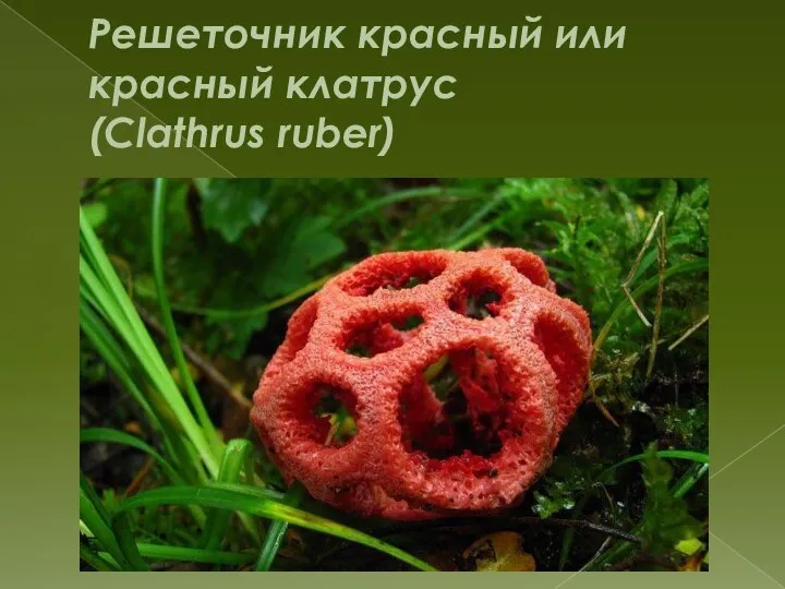 Решеточник красный или красный клатрус (Clathrus ruber)