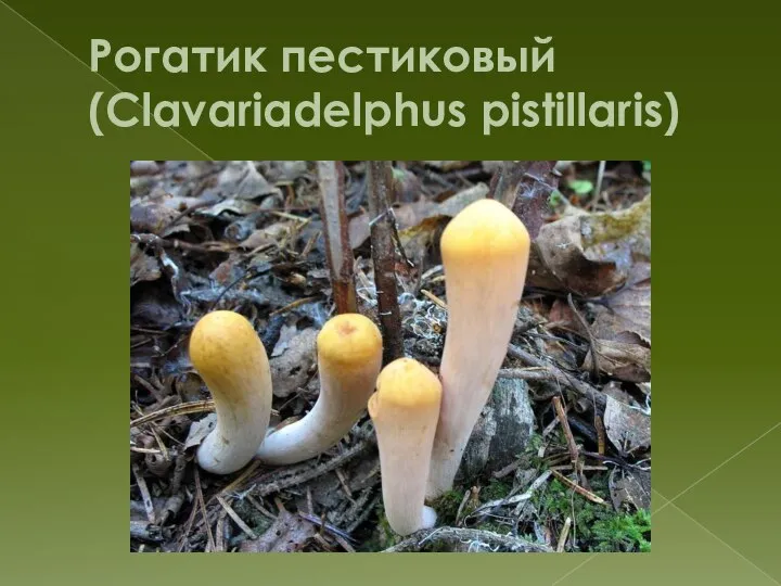 Рогатик пестиковый (Clavariadelphus pistillaris)