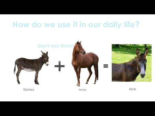 How do we use it in our daily life? ➕ Donkey Horse