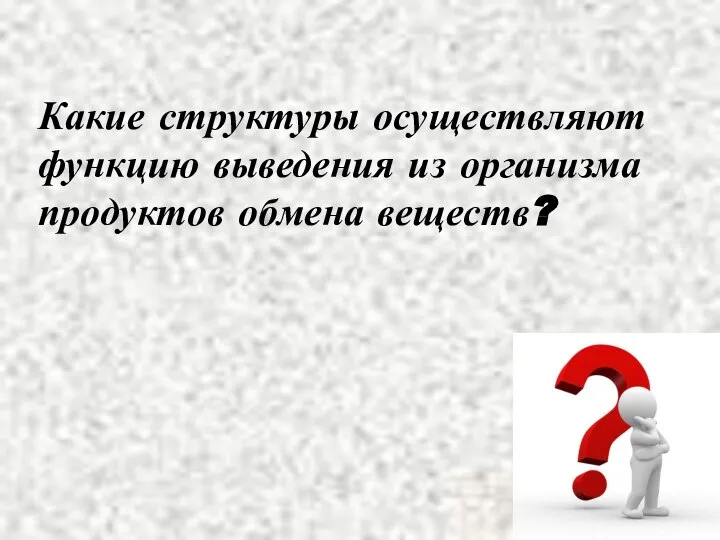 Какие структуры осуществляют функцию выведения из организма продуктов обмена веществ?