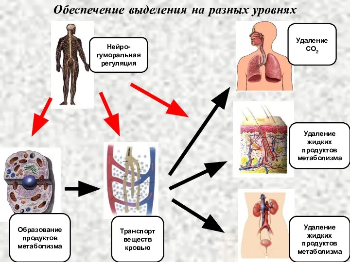 Обеспечение выделения на разных уровнях Образование продуктов метаболизма Транспорт веществ кровью Удаление