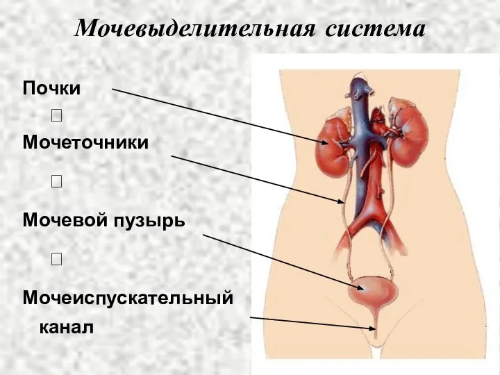 Мочевыделительная система Почки ⭣ Мочеточники ⭣ Мочевой пузырь ⭣ Мочеиспускательный канал