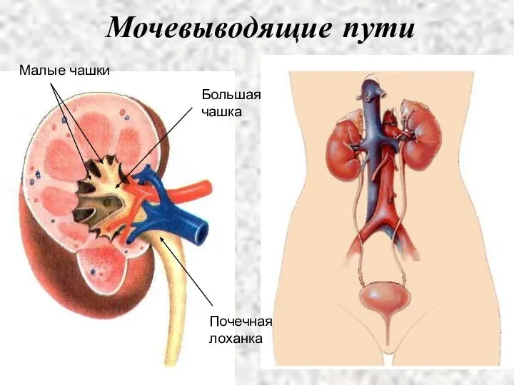 Мочевыводящие пути Малые чашки Большая чашка Почечная лоханка