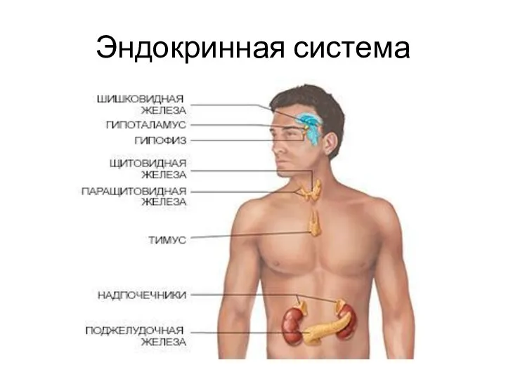 Эндокринная система