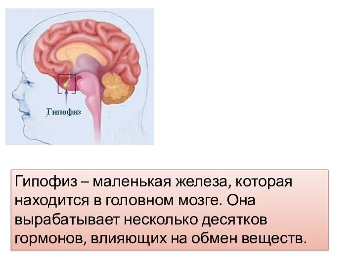 Гипофиз – маленькая железа, которая находится в головном мозге. Она вырабатывает несколько