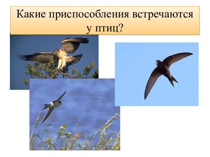 Какие приспособления встречаются у птиц?