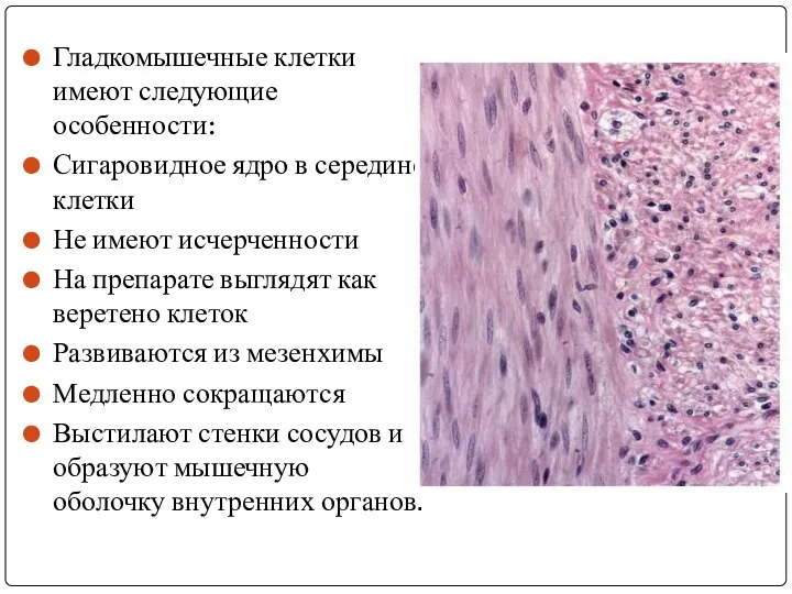 Гладкомышечные клетки имеют следующие особенности: Сигаровидное ядро в середине клетки Не имеют