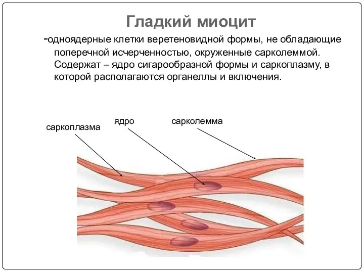 Гладкий миоцит -одноядерные клетки веретеновидной формы, не обладающие поперечной исчерченностью, окруженные сарколеммой.