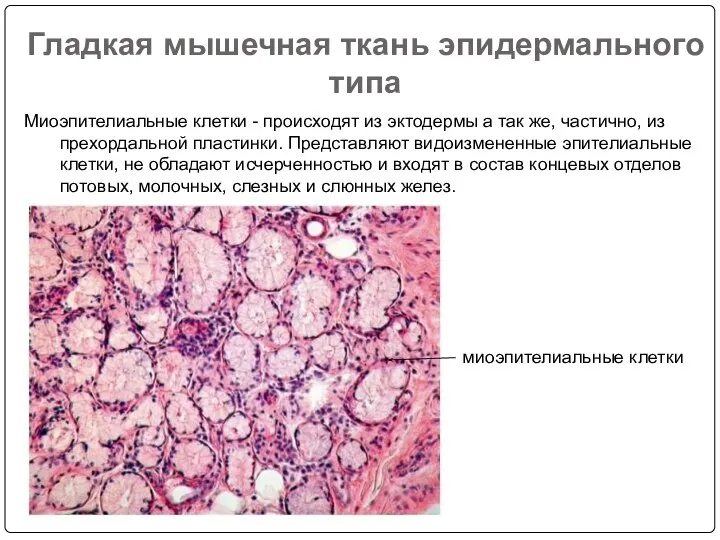 Гладкая мышечная ткань эпидермального типа Миоэпителиальные клетки - происходят из эктодермы а