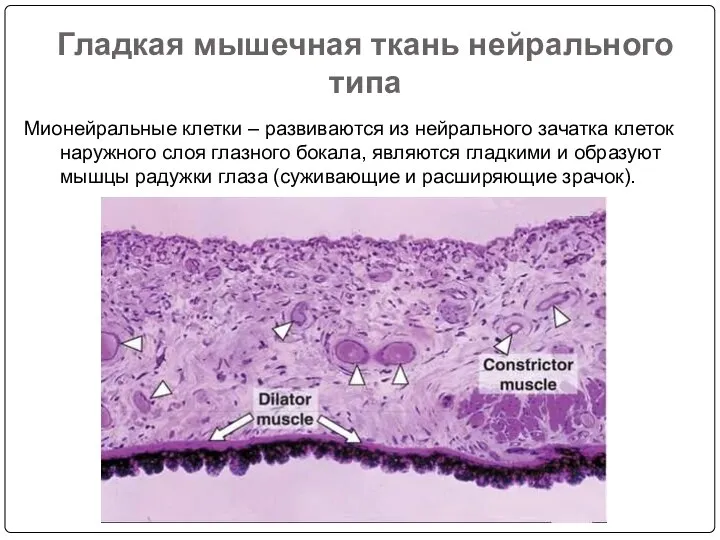 Гладкая мышечная ткань нейрального типа Мионейральные клетки – развиваются из нейрального зачатка