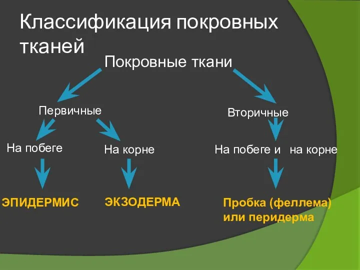 Классификация покровных тканей Покровные ткани Первичные Вторичные На побеге ЭПИДЕРМИС На корне