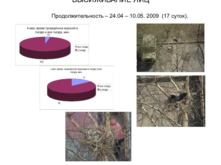 ВЫСИЖИВАНИЕ ЯИЦ Продолжительность – 24.04 – 10.05. 2009 (17 суток).