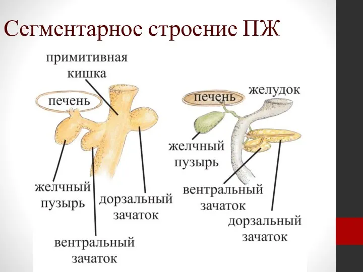 Сегментарное строение ПЖ