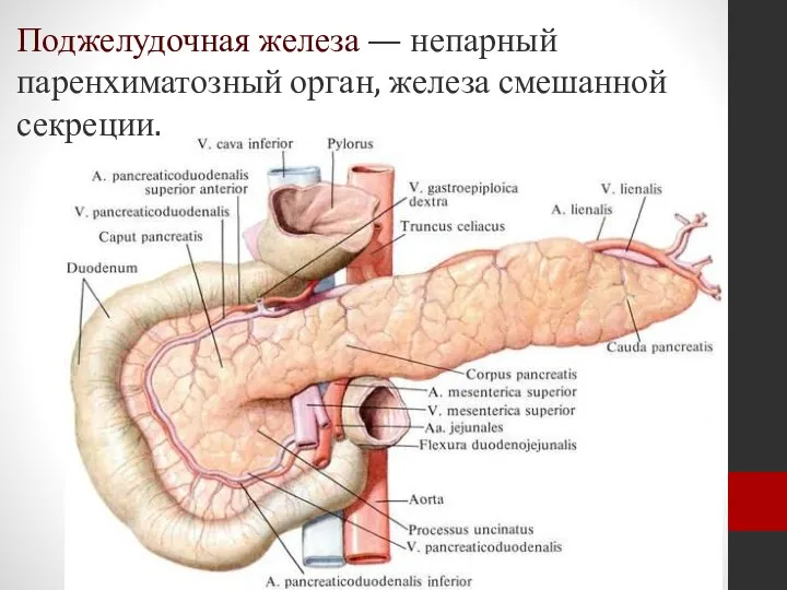 Поджелудочная железа — непарный паренхиматозный орган, железа смешанной секреции.