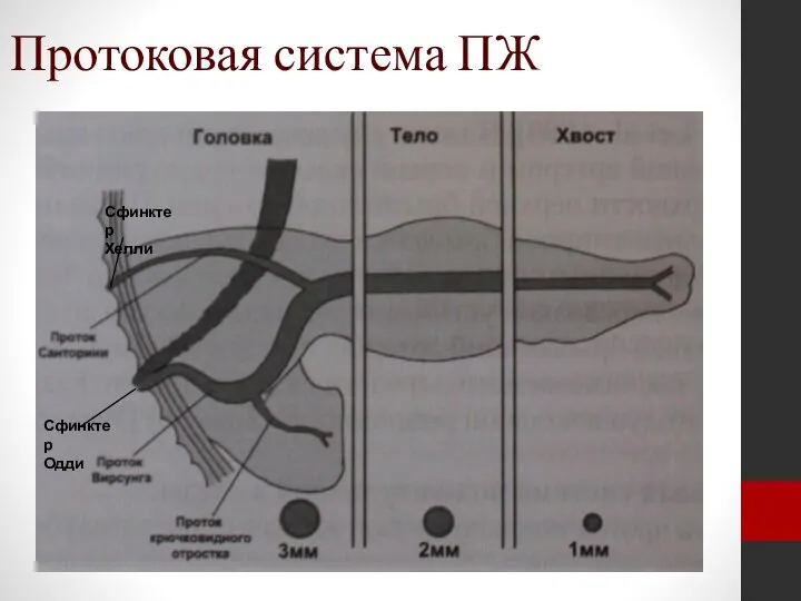 Протоковая система ПЖ Сфинктер Хелли Сфинктер Одди