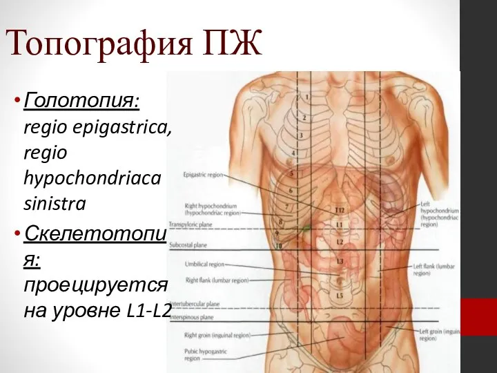 Топография ПЖ Голотопия: regio epigastrica, regio hypochondriaca sinistra Скелетотопия: проецируется на уровне L1-L2