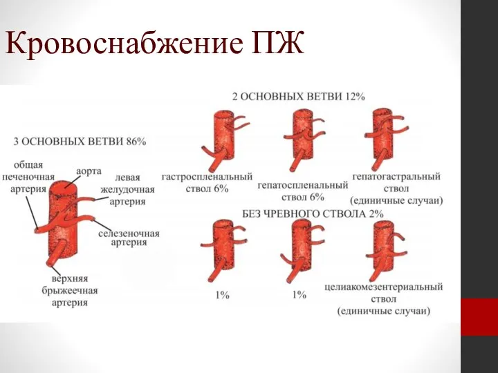 Кровоснабжение ПЖ