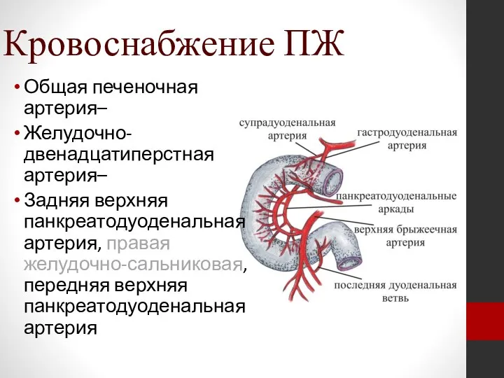 Кровоснабжение ПЖ Общая печеночная артерия– Желудочно-двенадцатиперстная артерия– Задняя верхняя панкреатодуоденальная артерия, правая