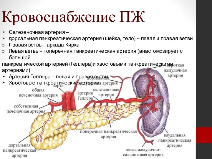 Кровоснабжение ПЖ Селезеночная артерия – дорсальная панкреатическая артерия (шейка, тело) – левая