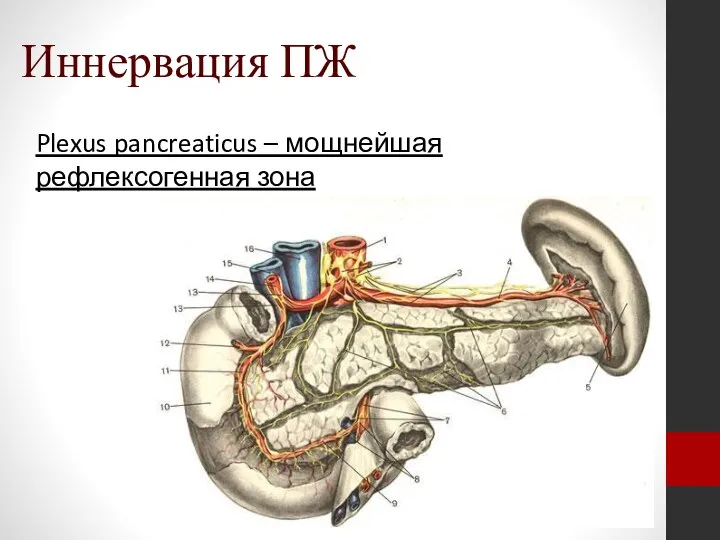 Иннервация ПЖ Plexus pancreaticus – мощнейшая рефлексогенная зона